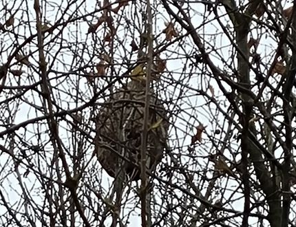 nid de frelons asiatiques