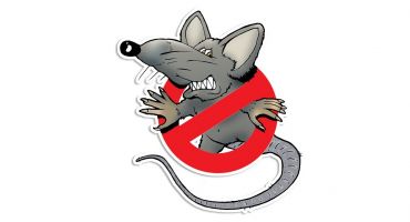 Photo interdit aux rats